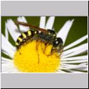 Cerceris quinquefasciata - Knotenwespe w01c 8-9mm Sandgrube Niedringhaussee-det.jpg